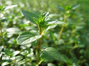 e3839ae38391e383bce3839fe383b3e38388001 e3839ae38391e383bce3839fe383b3e38388001