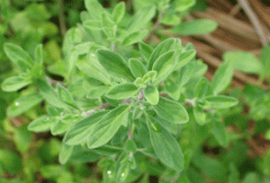 スィートマジョラム写真