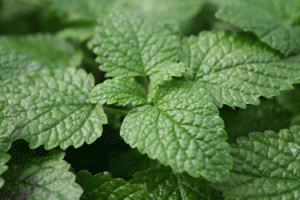 remonba-mu remonba-mu